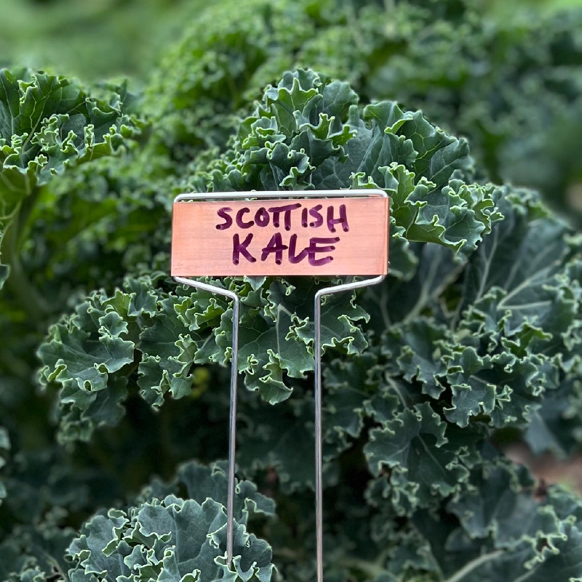 Copper Push In Plant Labels Pack Of 10