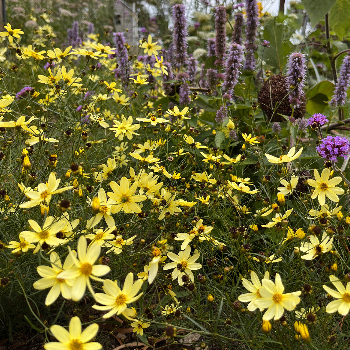 moonbeam succulent Coreopsis 'Moonbeam'