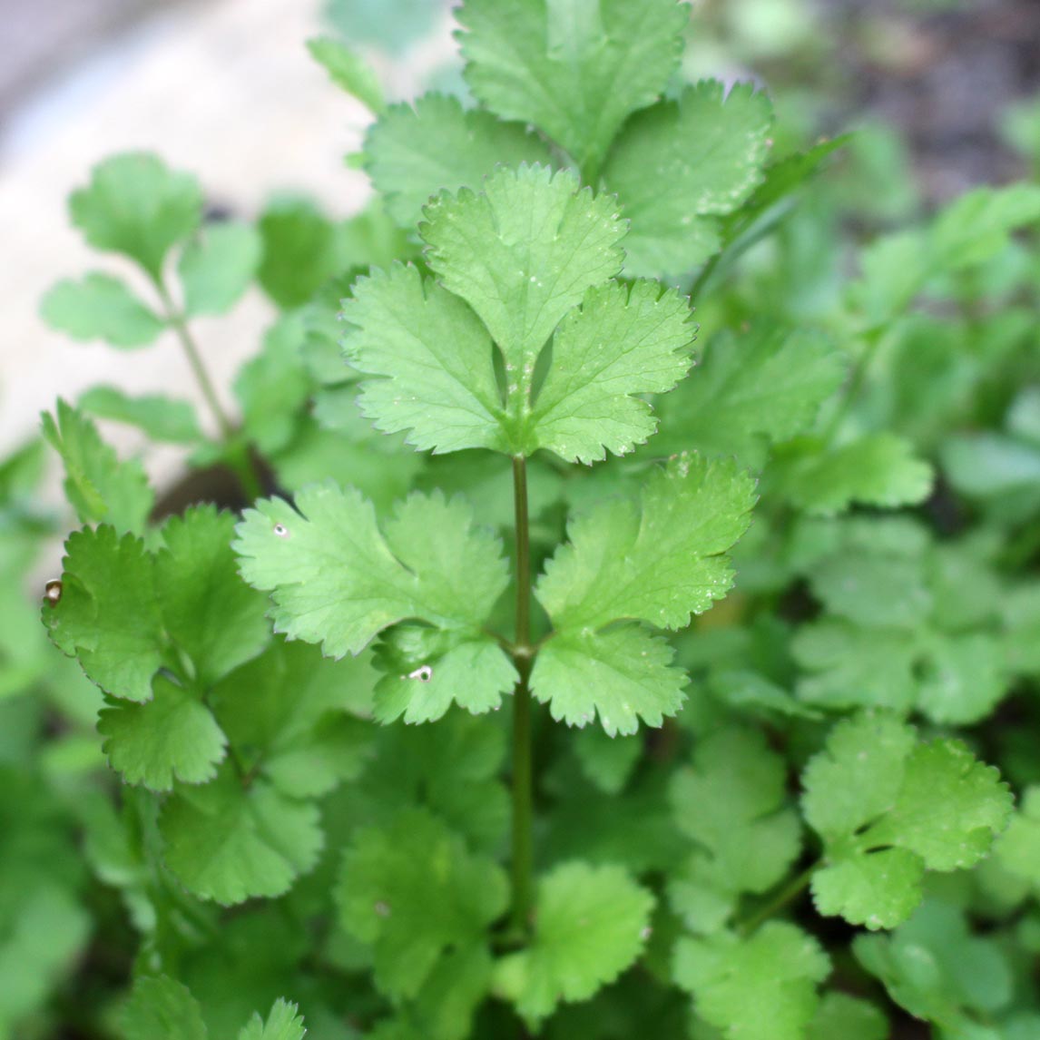Coriander (Organic)
