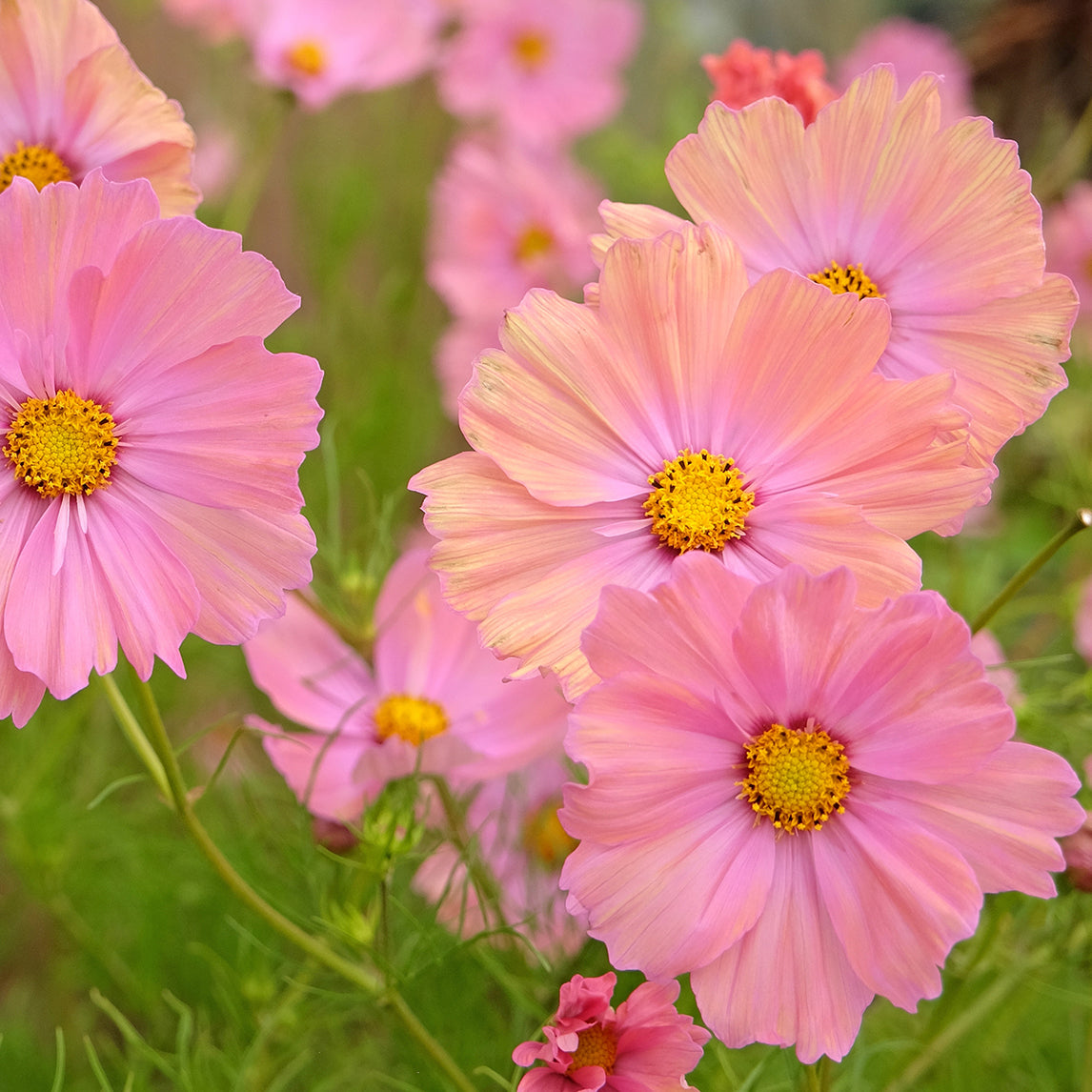 Cosmos ‘Apricotta’