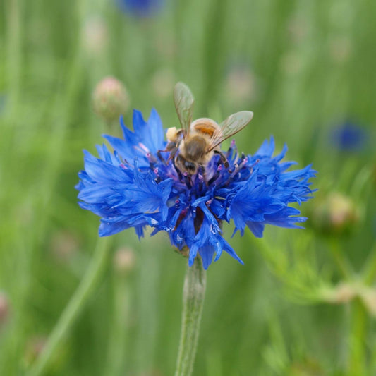 Cornflower 'Tall Boy Blue'