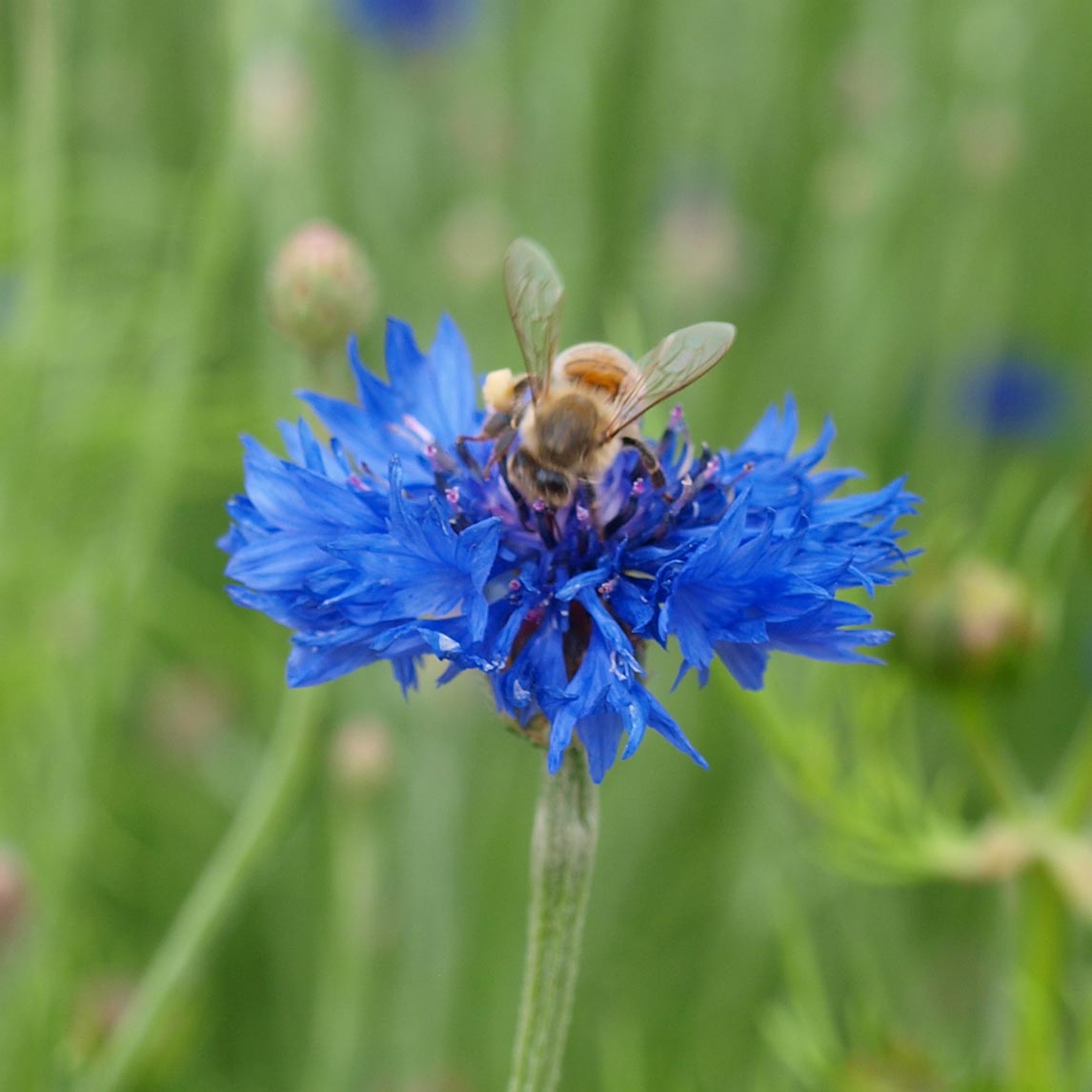 Cornflower 'Tall Boy Blue'