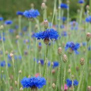 Cornflower 'Tall Boy Blue'