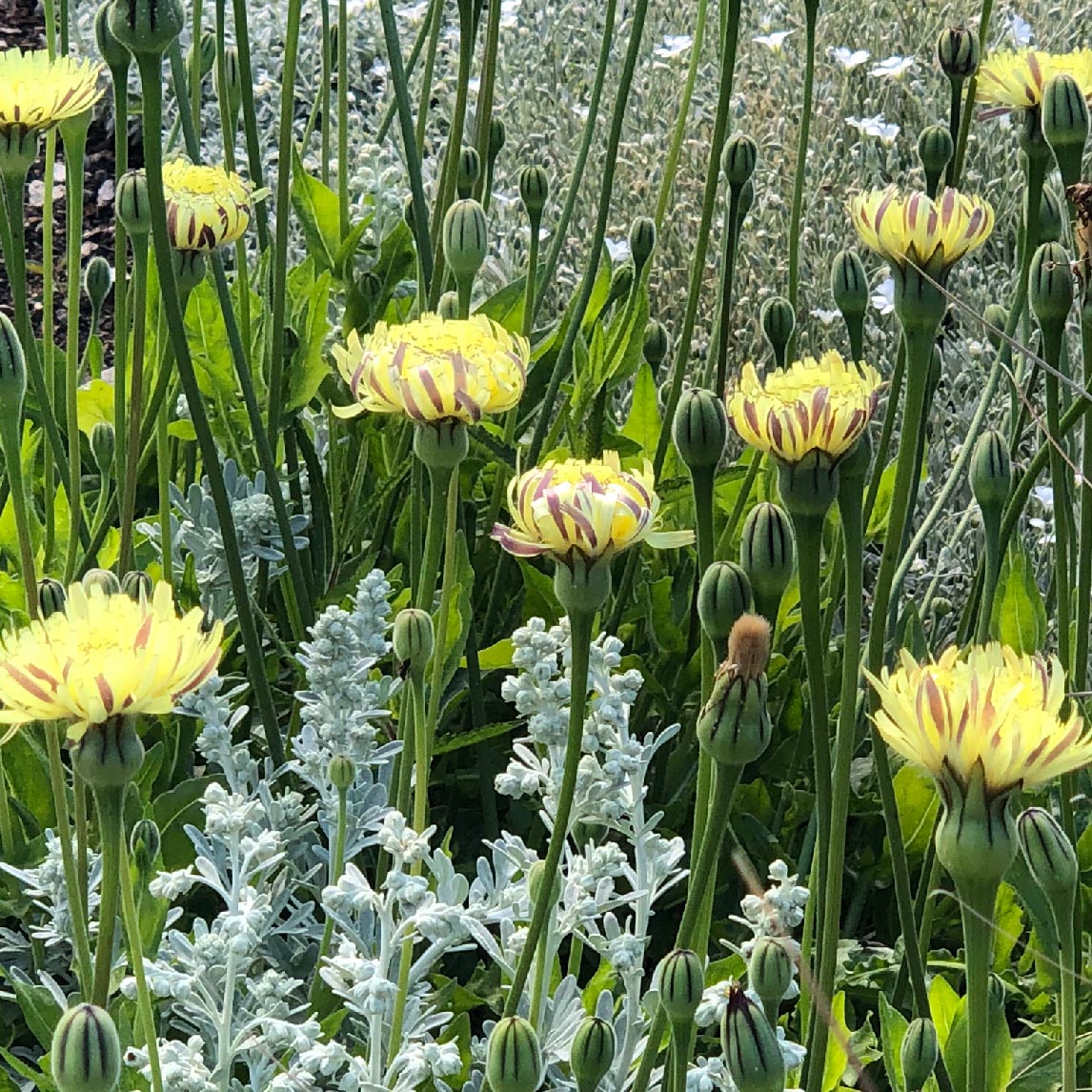 Corsican Dandelion