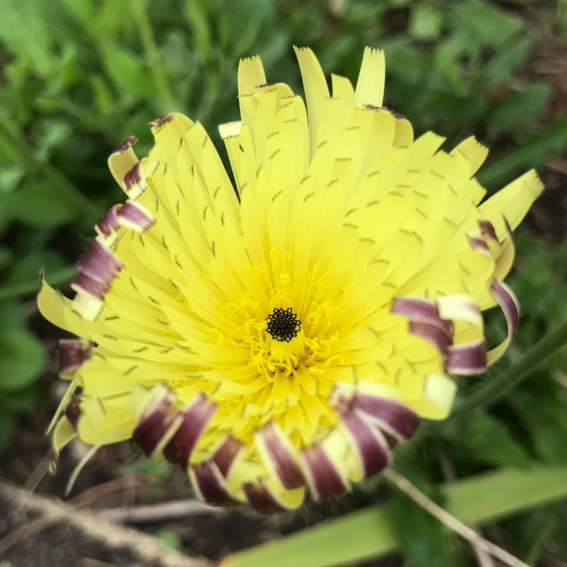 Corsican Dandelion