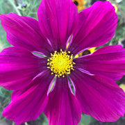Cosmos 'Red Dazzler'