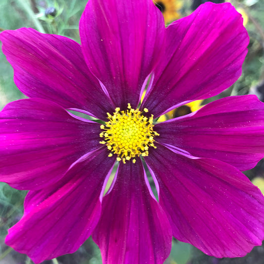 Cosmos 'Red Dazzler'