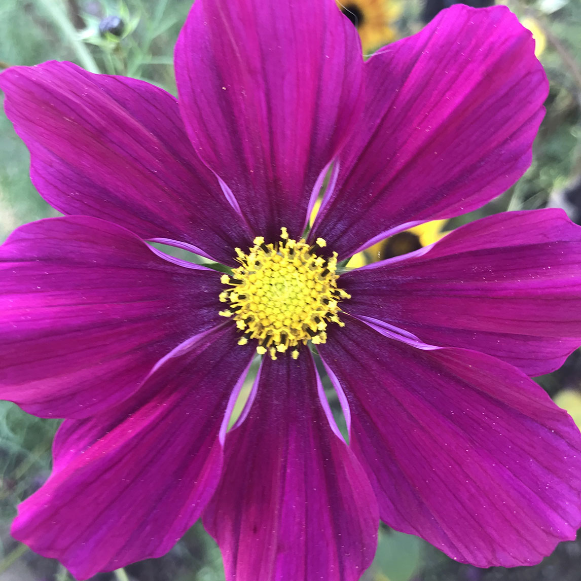 Cosmos 'Red Dazzler'