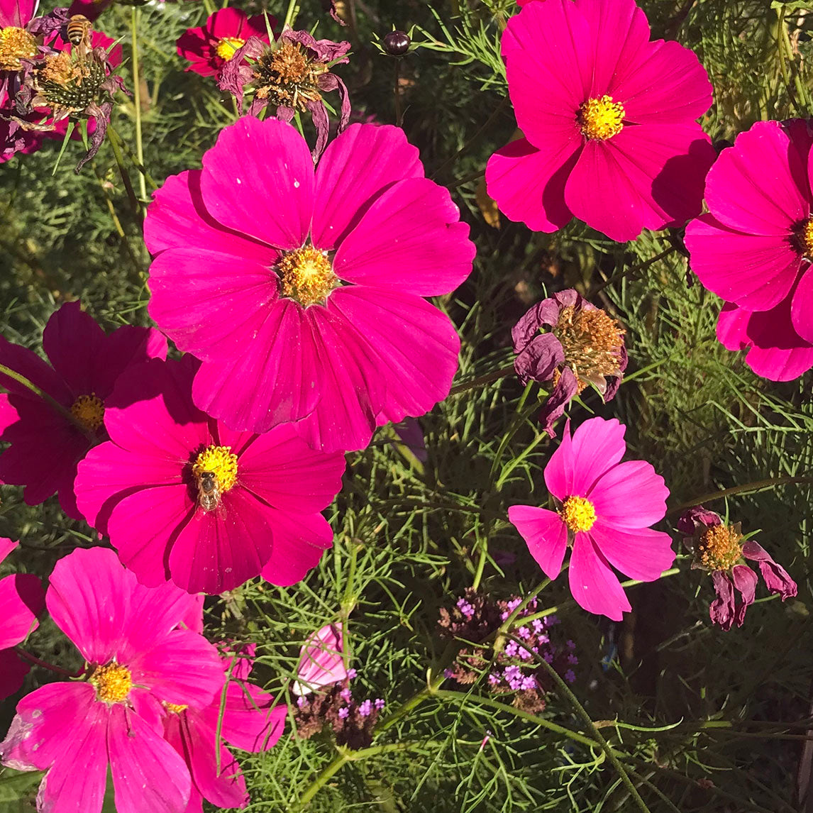 Cosmos 'Red Dazzler'