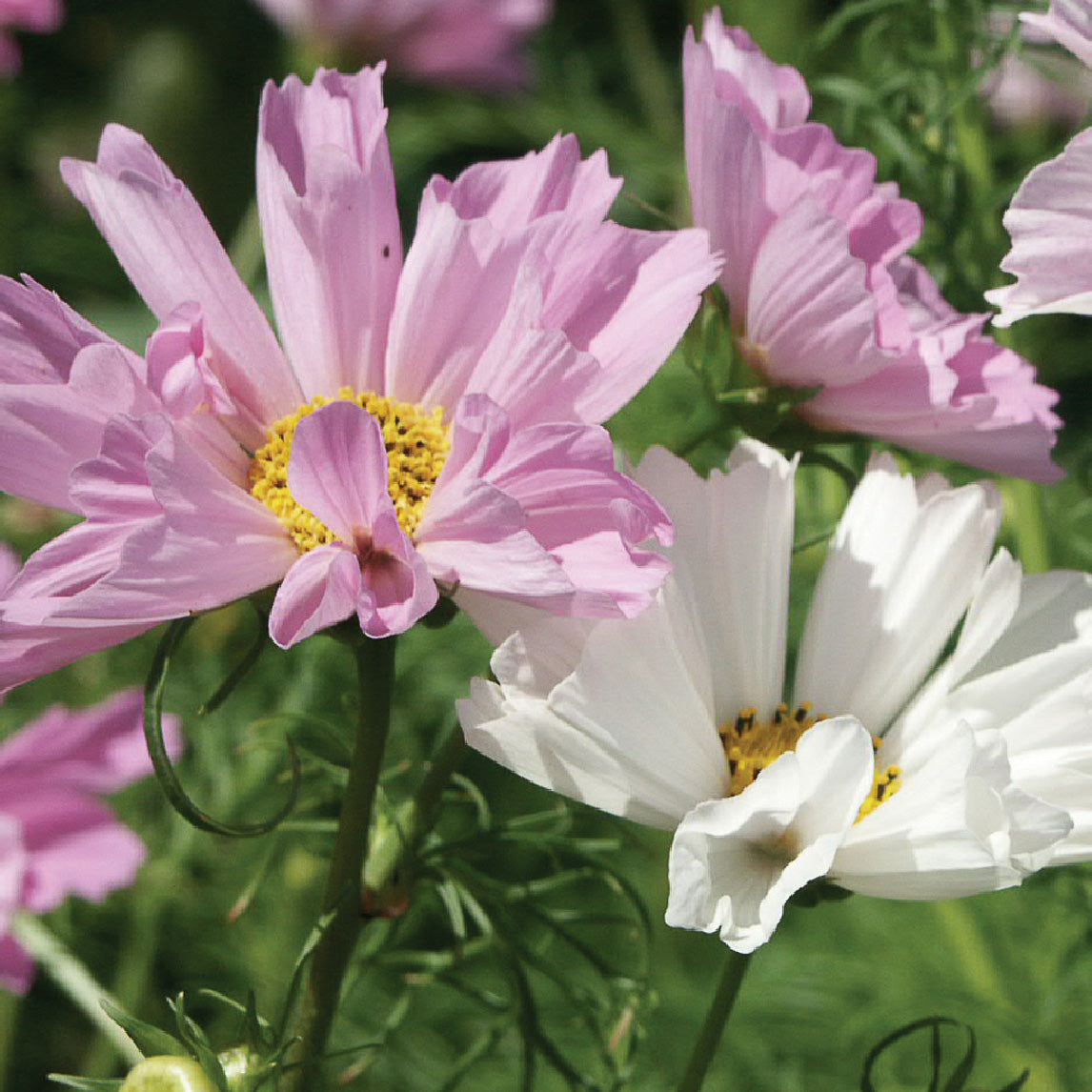 Cosmos Seashells