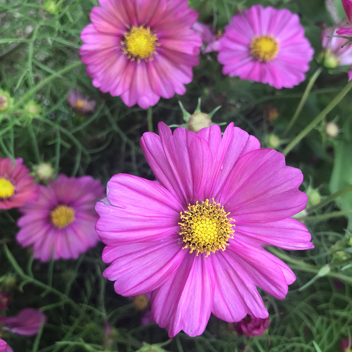 Cosmos ‘Xsenia’