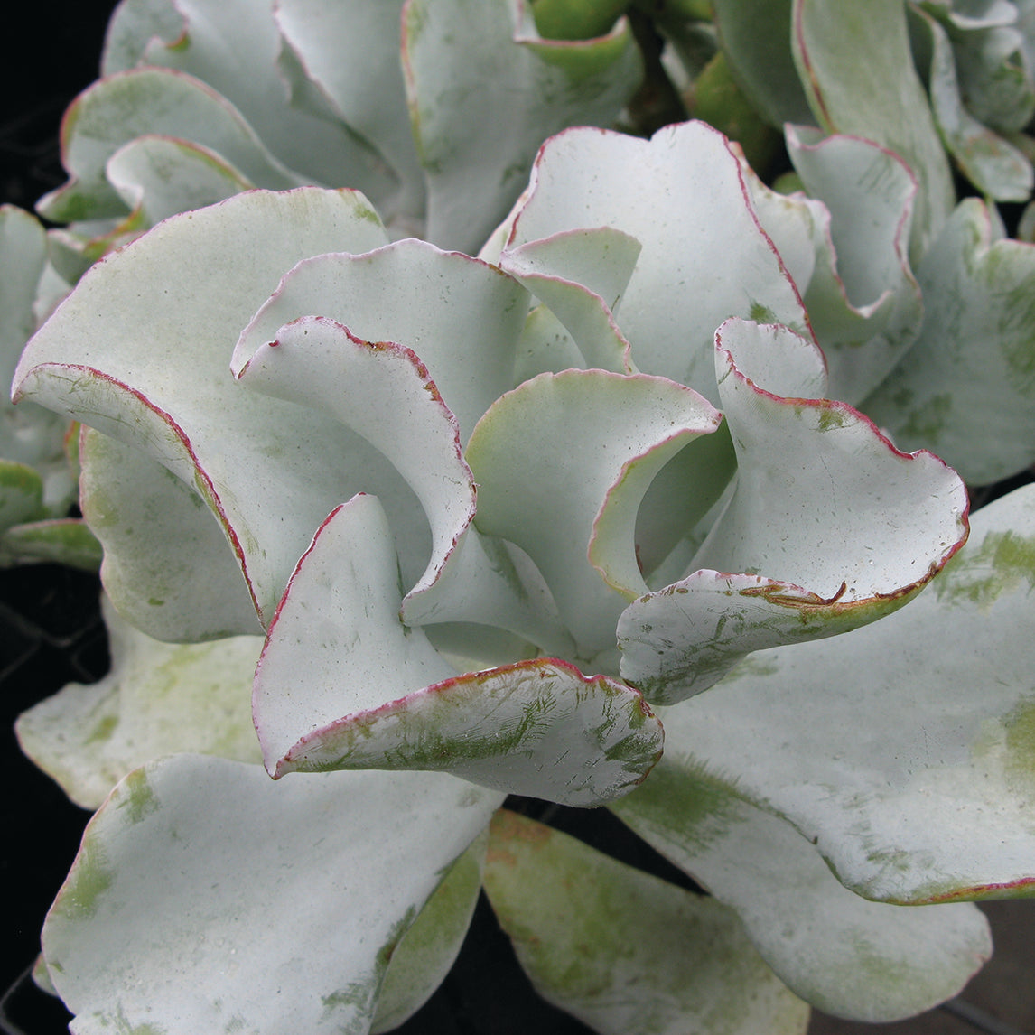silver waves succulent Cotyledon 'Silver Waves'