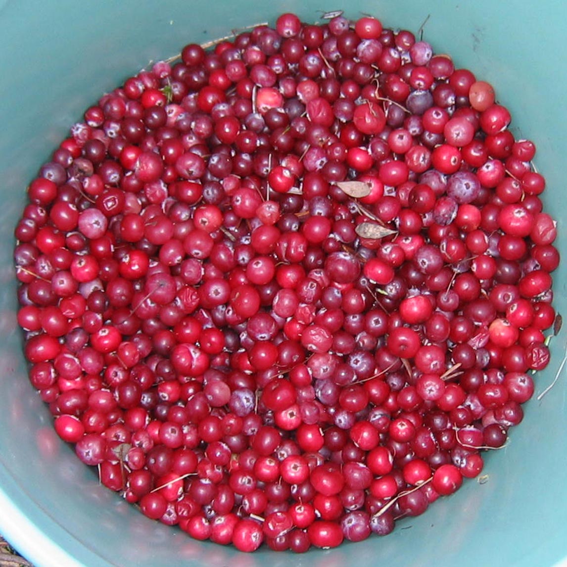 Cranberry
