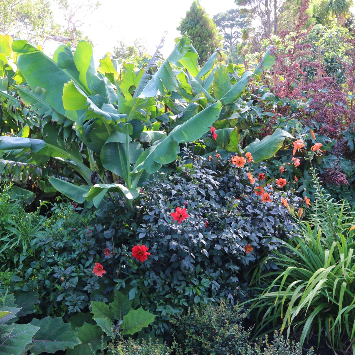 Creating a Food Forest in Adelaide