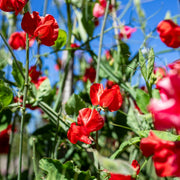 Sweet Pea ‘Solstice Crimson’