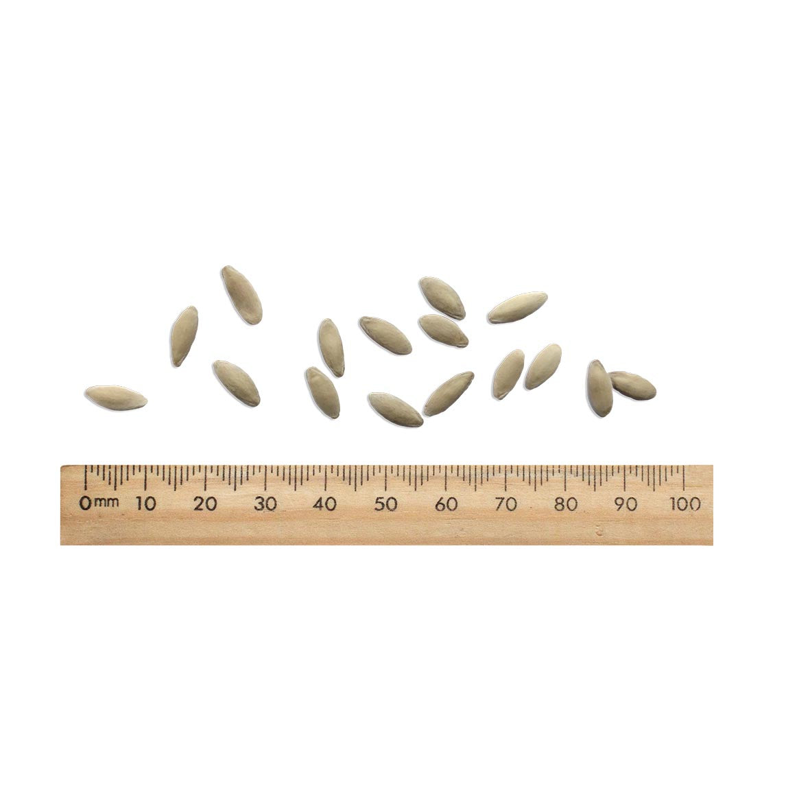 Cucumber 'Lebanese Mini Muncher' (Organic)