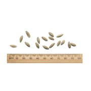 Cucumber 'Lebanese Mini Muncher' (Organic)