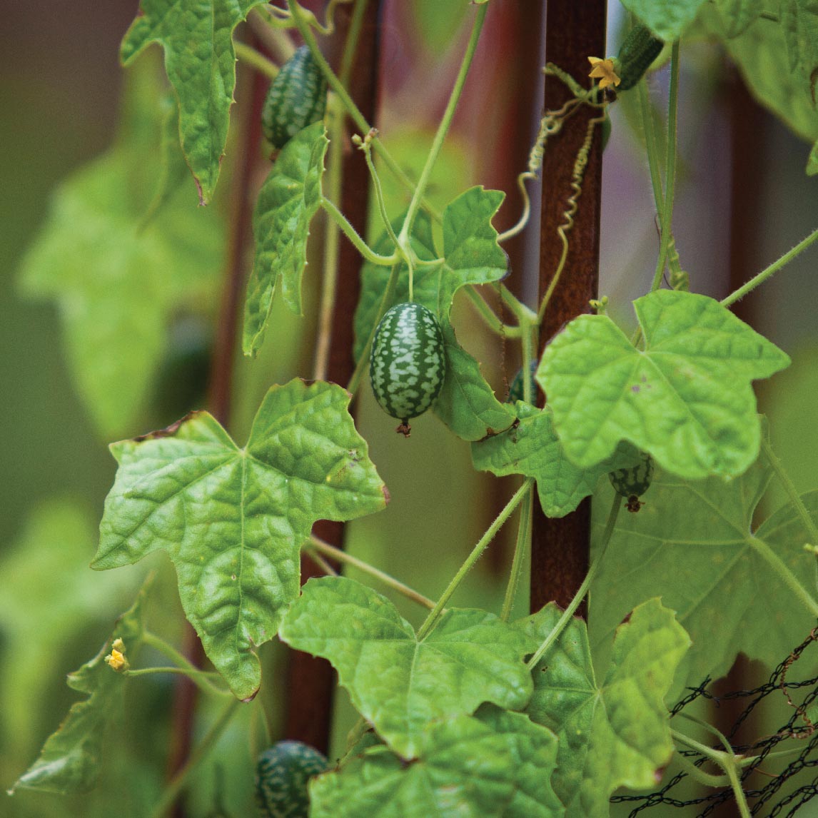 Cucumber 'Mexican Sour Gherkin'