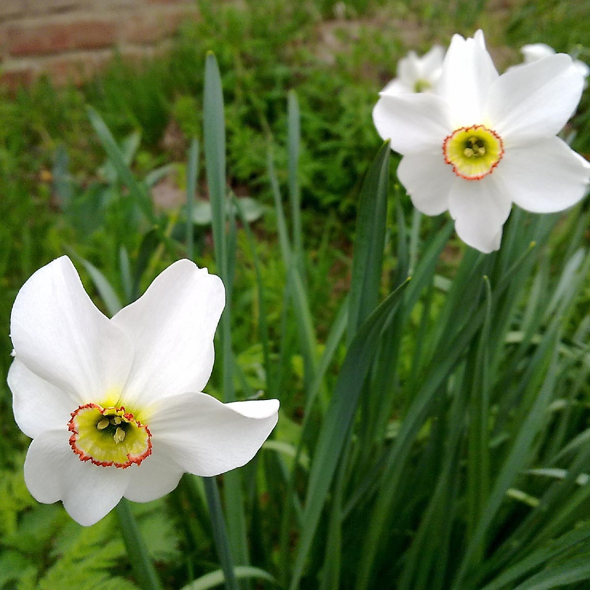 Daffodil Poeticus 'Actaea' (20 Bulbs)