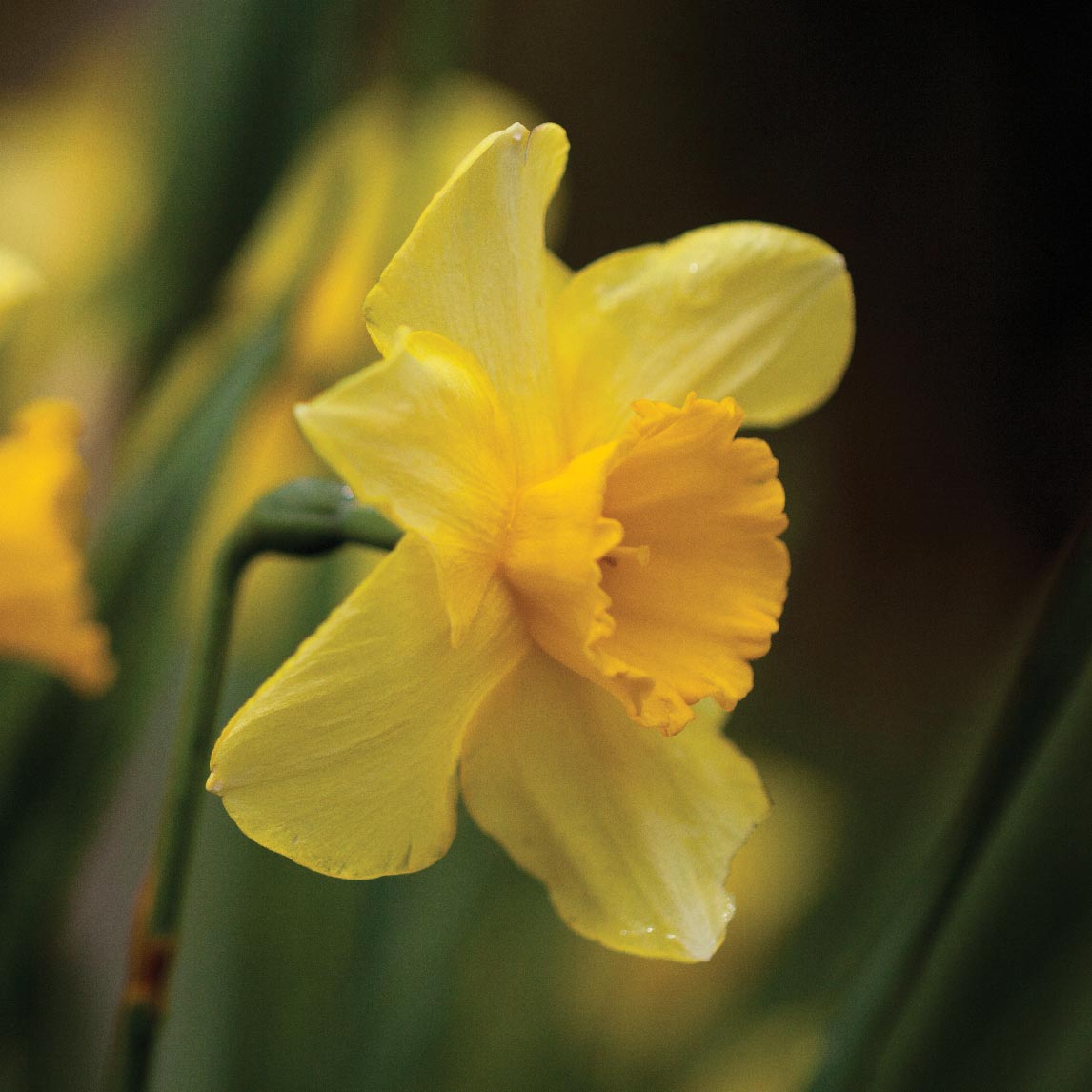 Daffodil 'Yellow Trumpet'