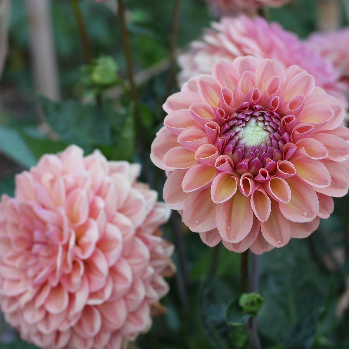Dahlia &#39;Breannon&#39; (1 Tuber)