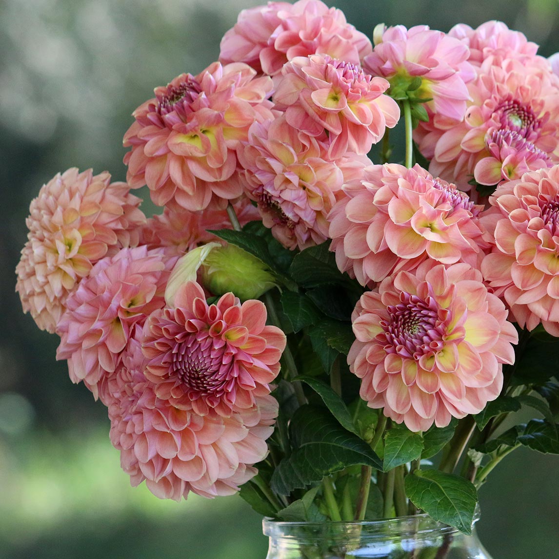 Dahlia &#39;Breannon&#39; (1 Tuber)