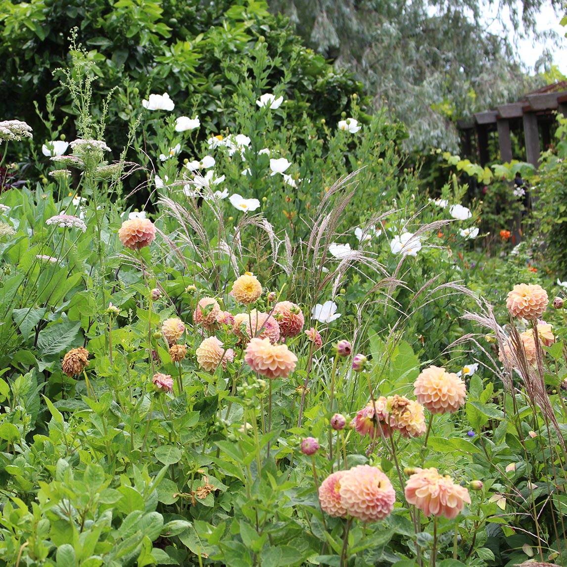 Dahlia &#39;Breannon&#39; (1 Tuber)