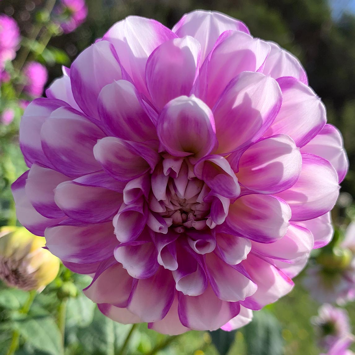 Dahlia &#39;CMC Treasure&#39; (1 Tuber)
