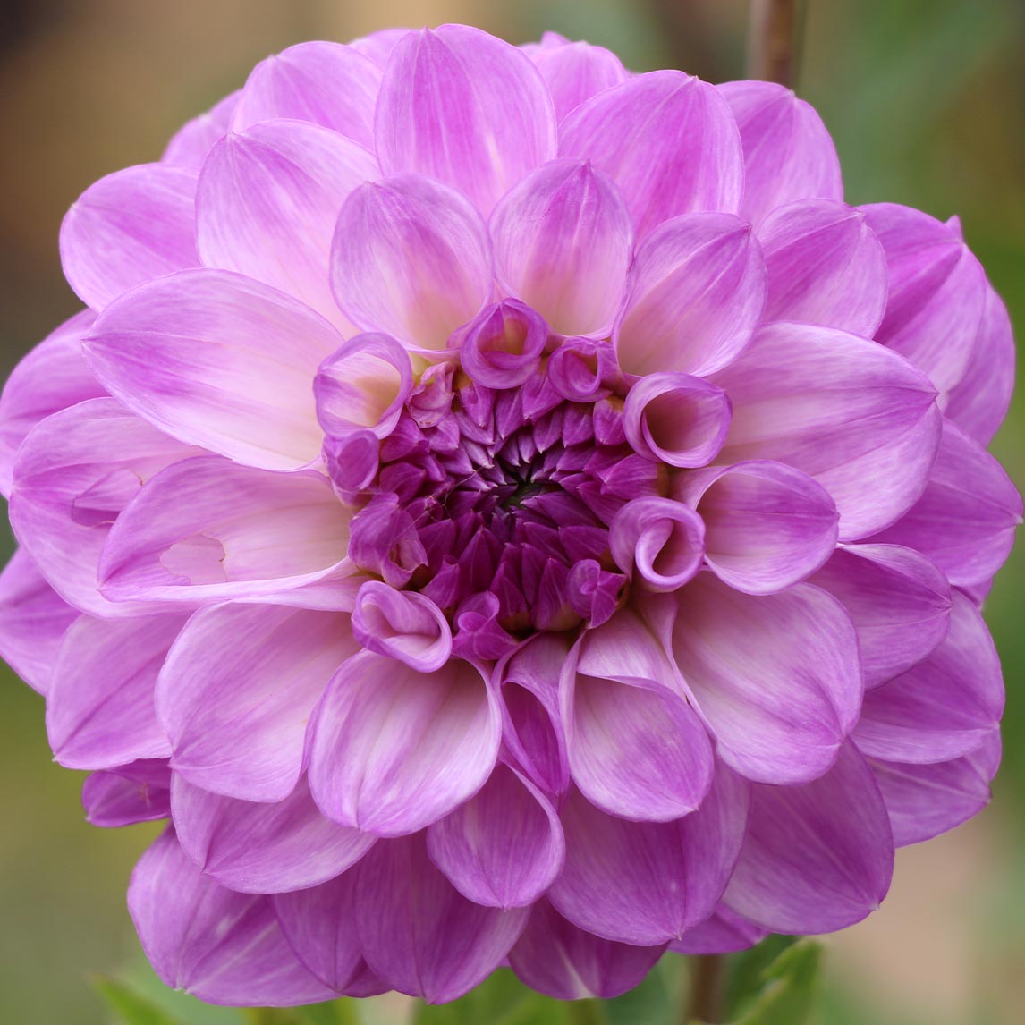 Dahlia &#39;CMC Treasure&#39; (1 Tuber)
