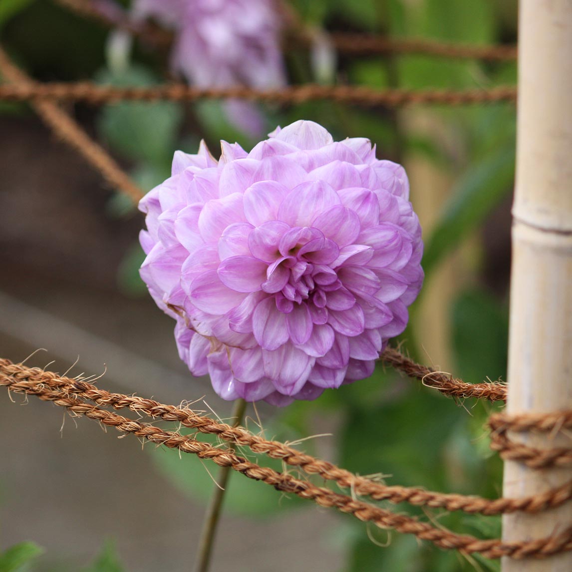 Dahlia &#39;CMC Treasure&#39; (1 Tuber)