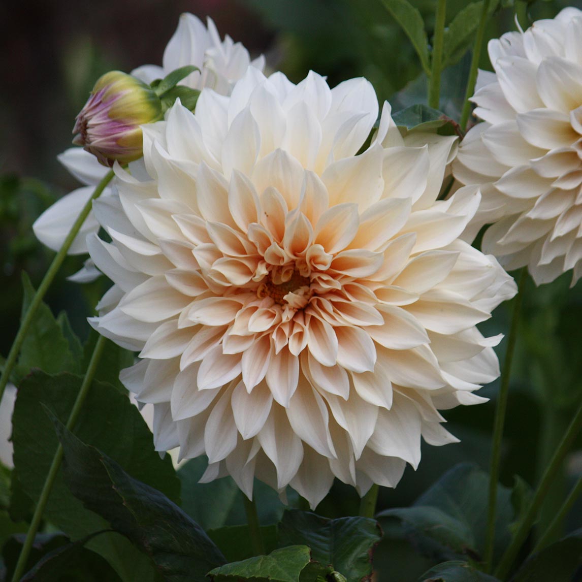 Dahlia 'Cafe Au Lait' Tuber