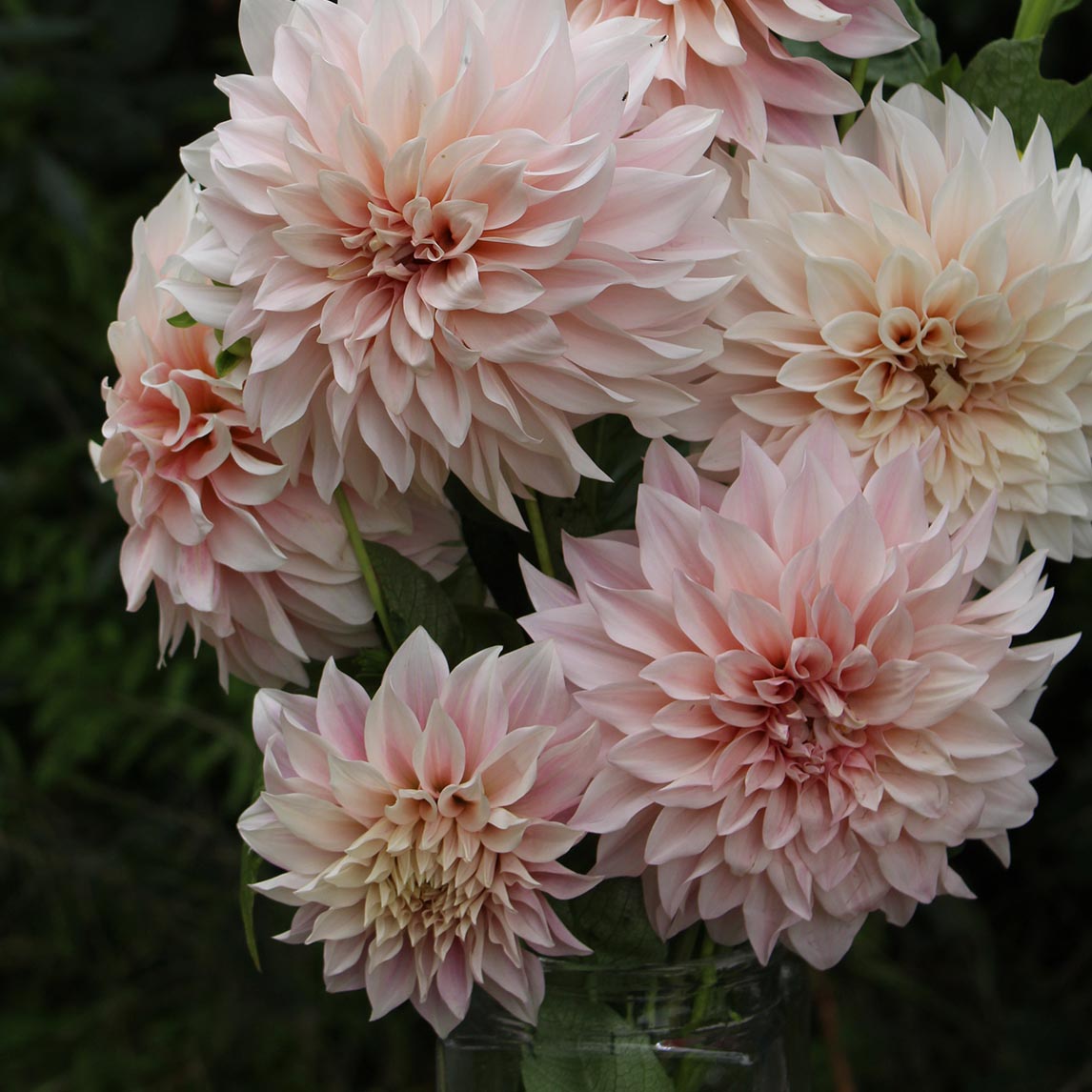 Dahlia &#39;Cafe Au Lait&#39; (1 Tuber)