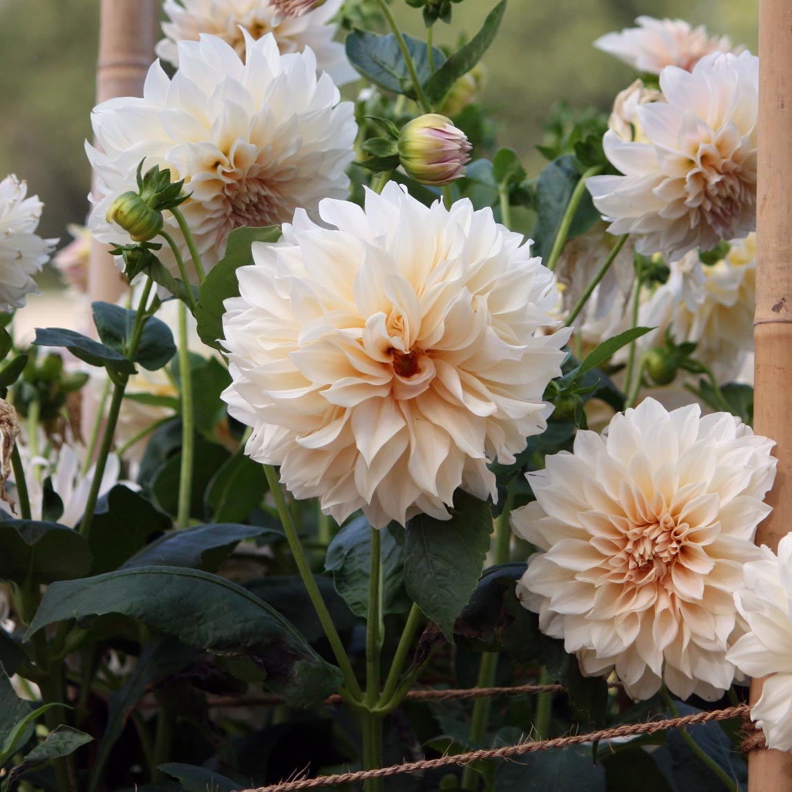 Cafe Au Lait Dahlia Tubers