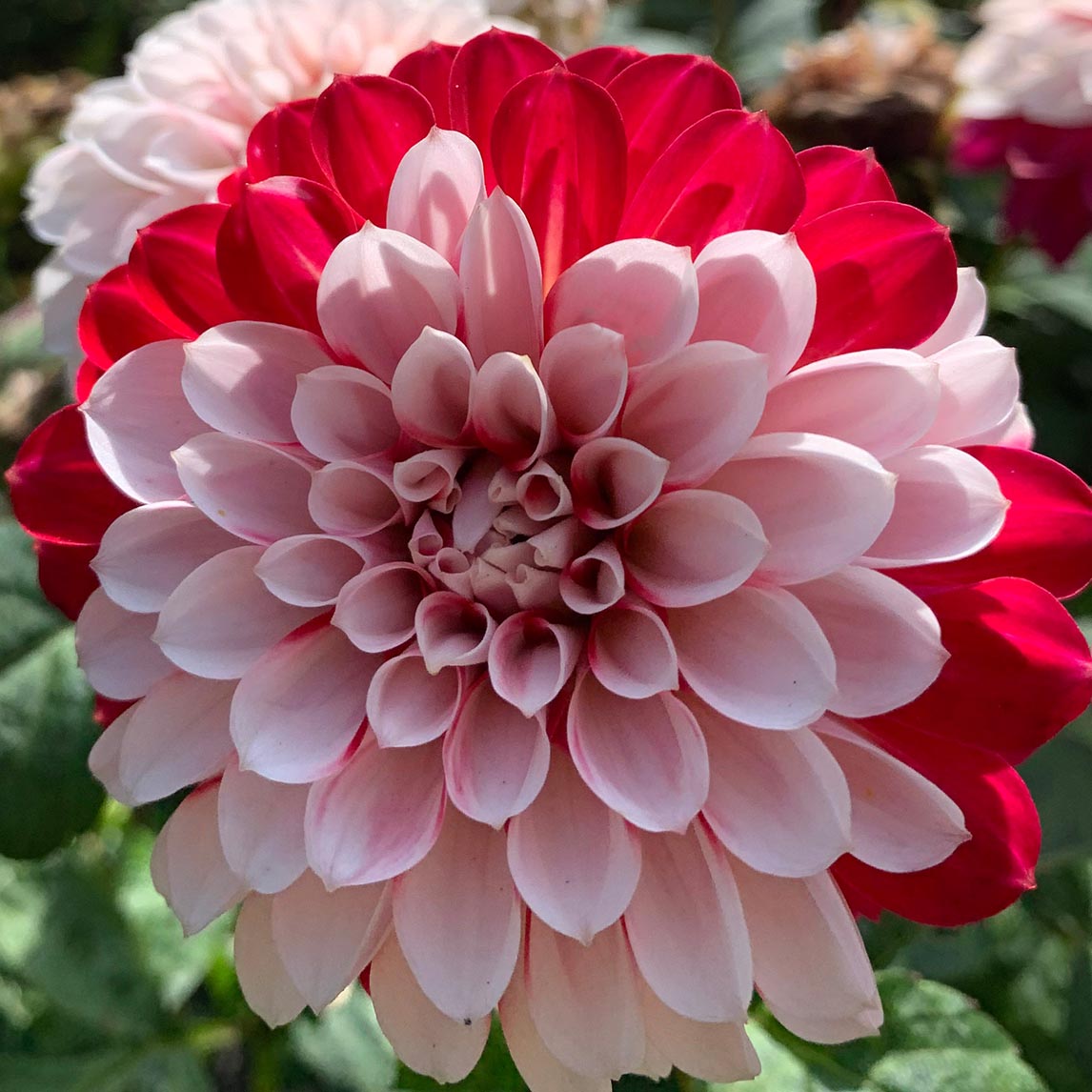 Dahlia &#39;Christmas Cheer&#39; (1 Tuber)