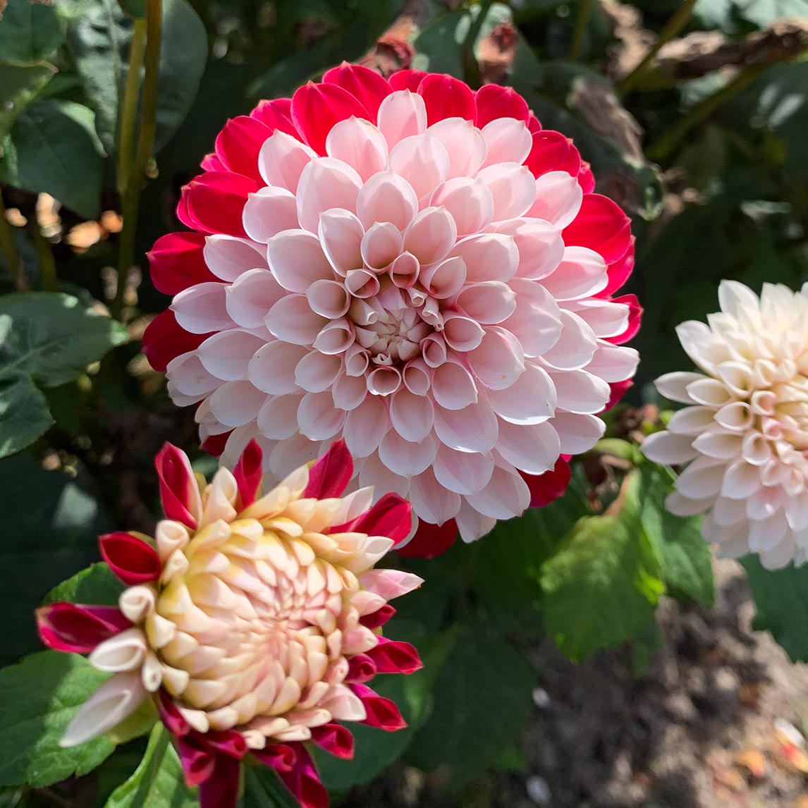Dahlia &#39;Christmas Cheer&#39; (1 Tuber)