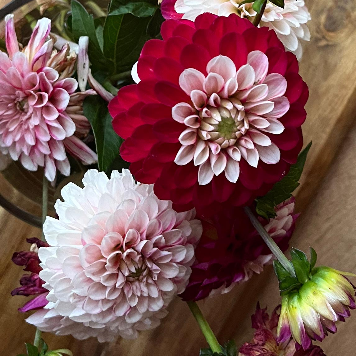 Dahlia &#39;Christmas Cheer&#39; (1 Tuber)