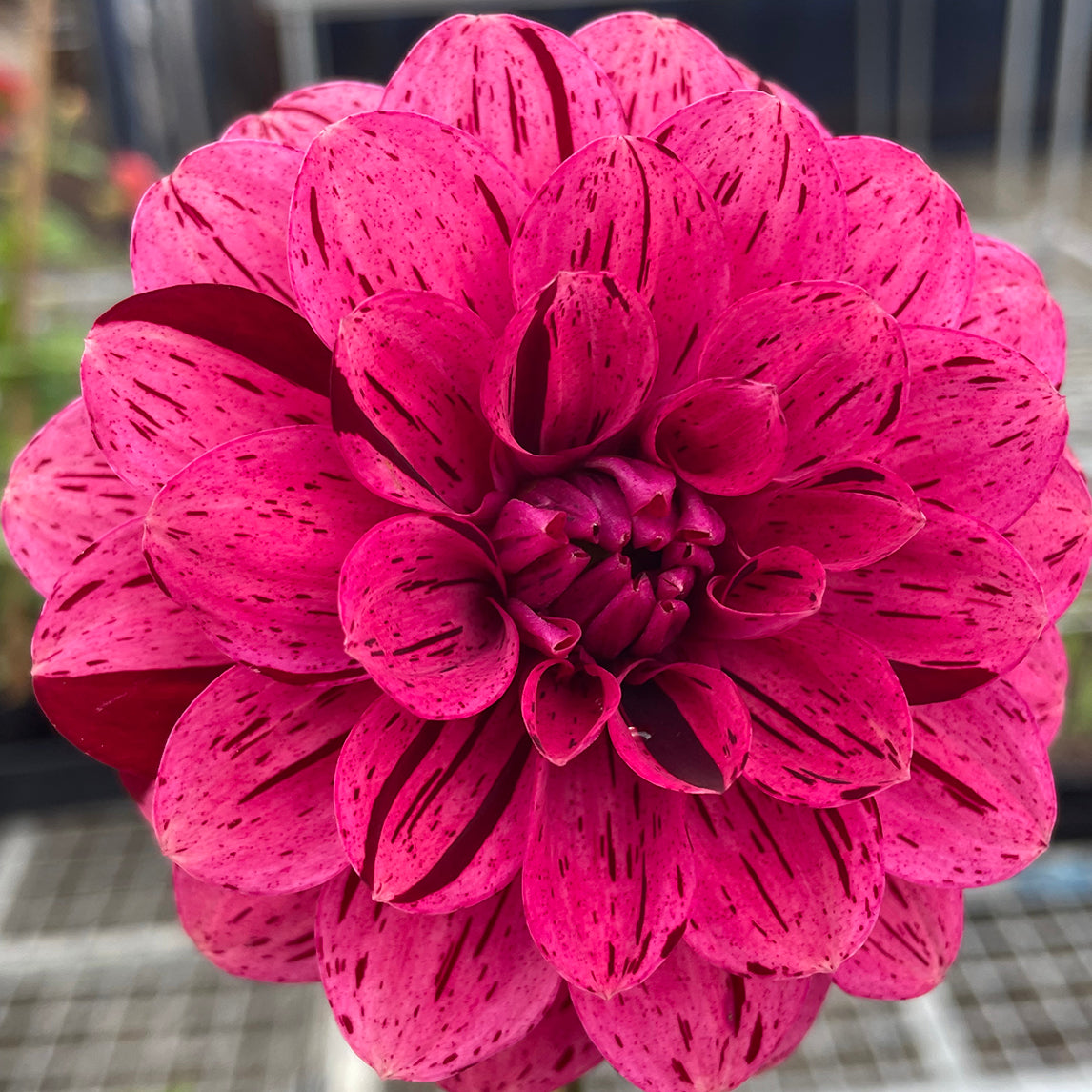 Dahlia &#39;Florelie Morello&#39;