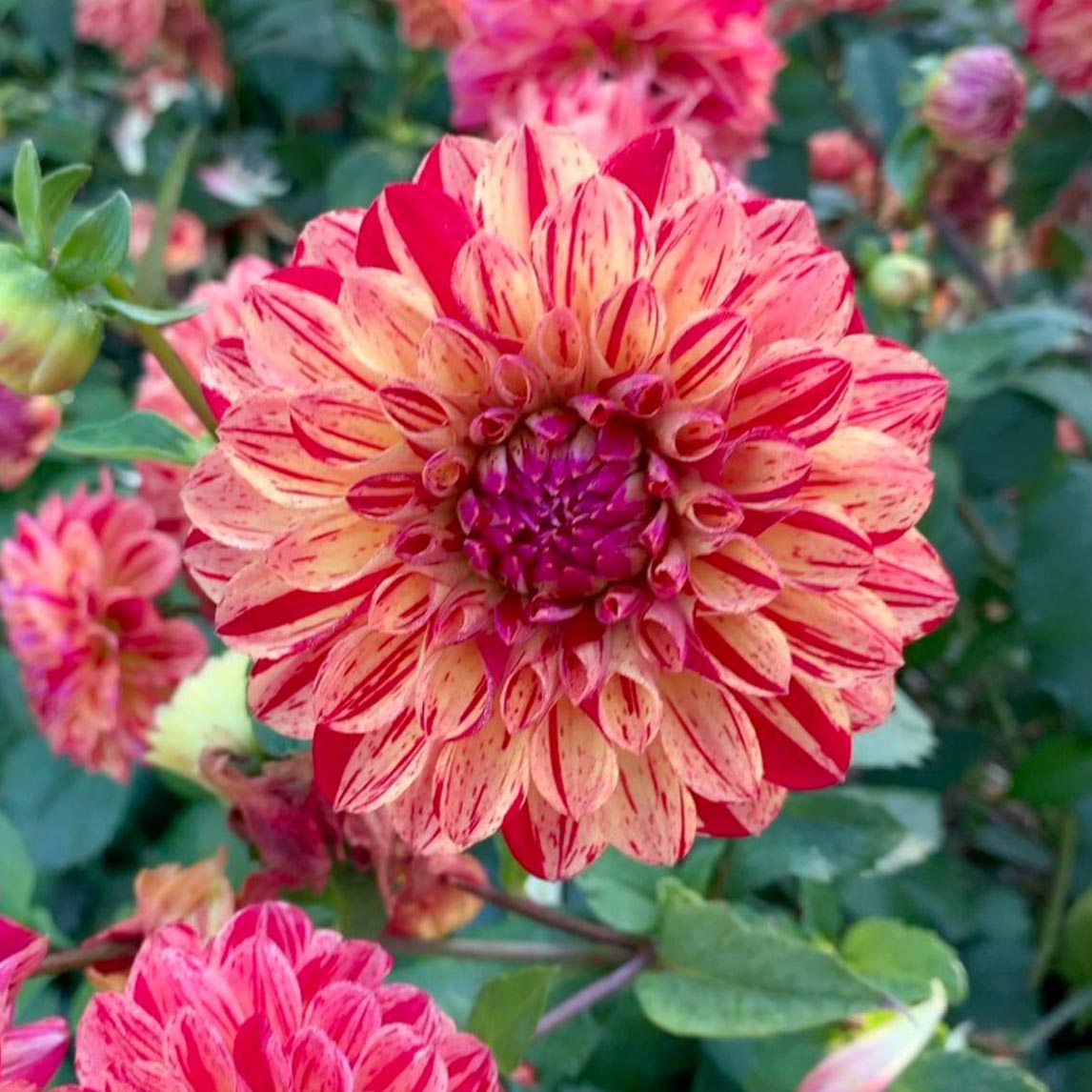 Dahlia - Freckles (1 Tuber)