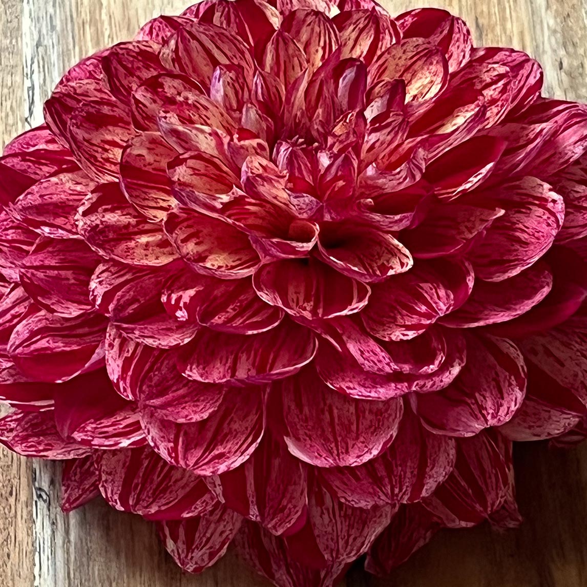 Dahlia - Freckles (1 Tuber)