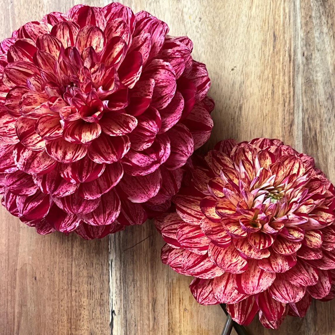 Dahlia - Freckles (1 Tuber)