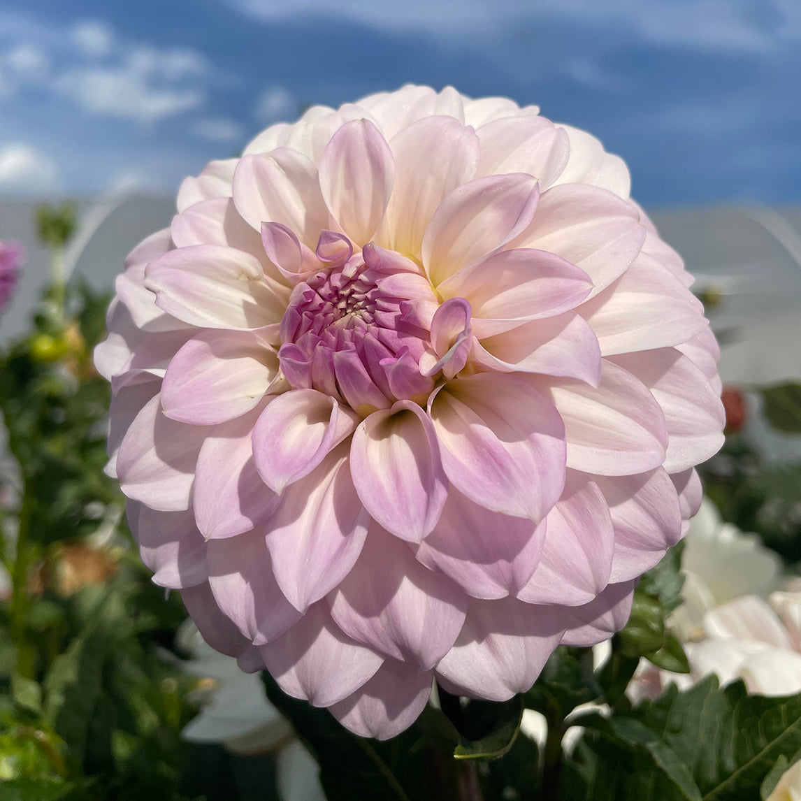 Dahlia 'Glenbank Lavender Blush'