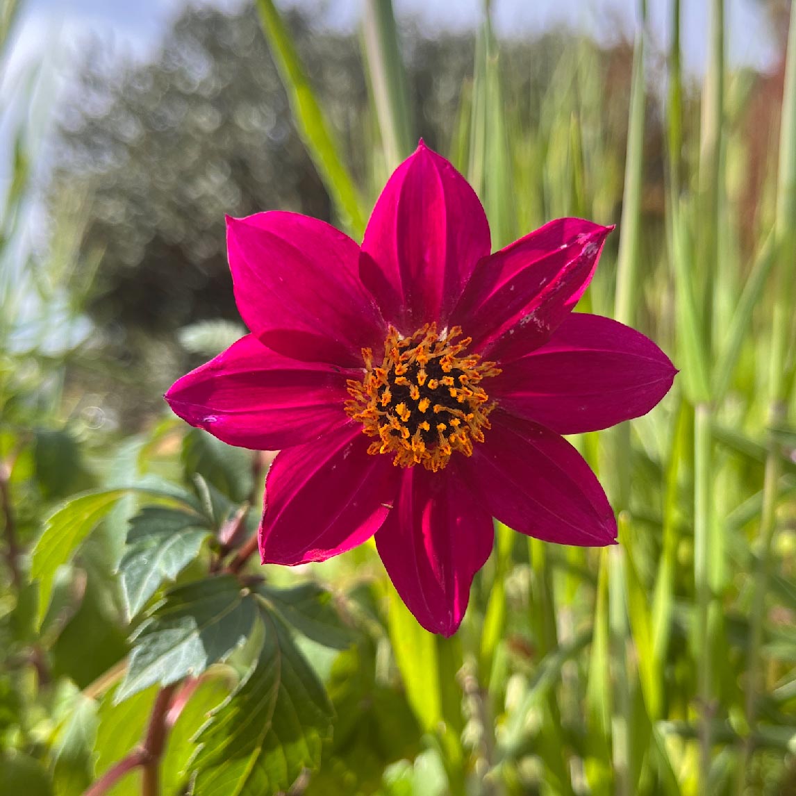 Dahlia 'Home Run'