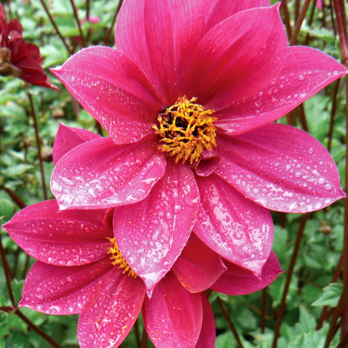 Dahlia &#39;Home Run&quot;