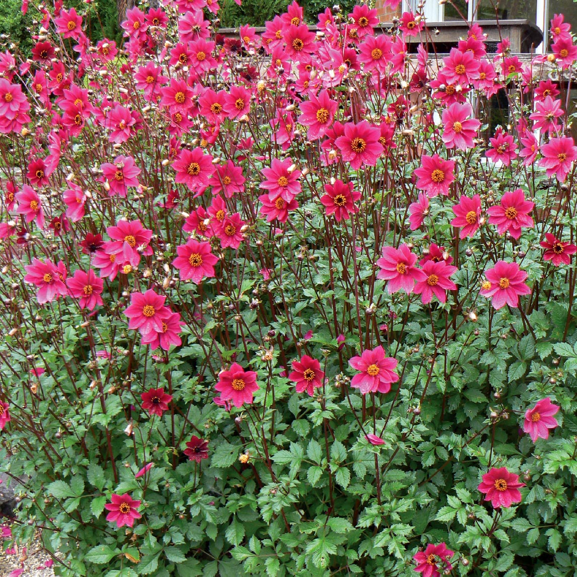 Dahlia &#39;Home Run&quot;