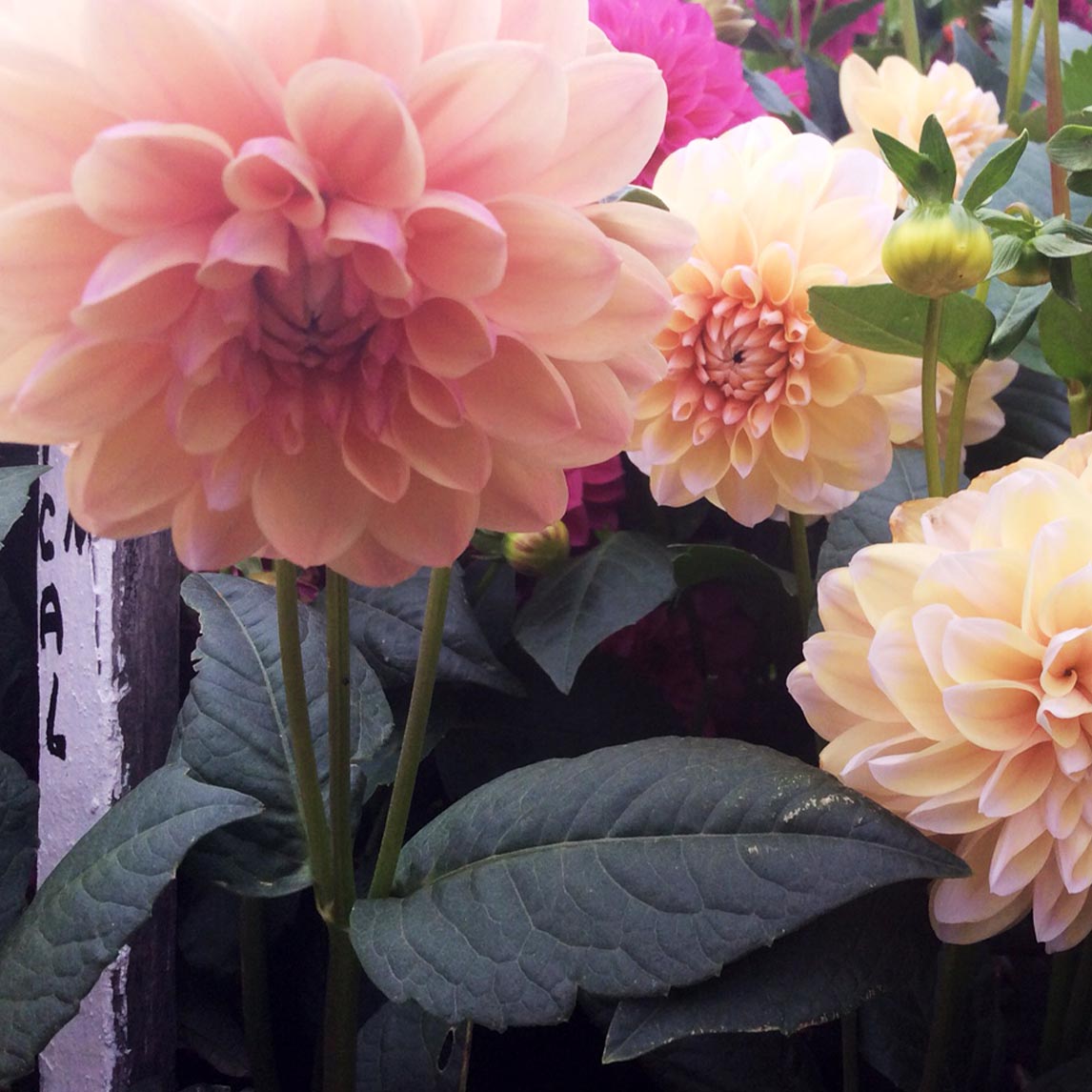 Dahlia 'Tropical Dream' (1 Tuber)