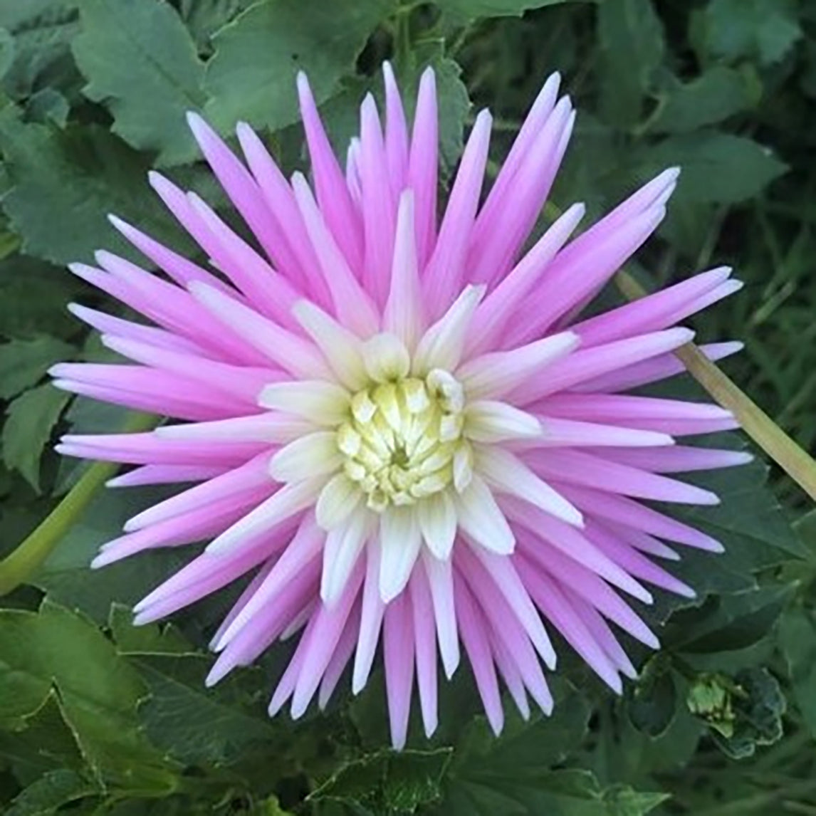 Dahlia 'Wakefield Impression'