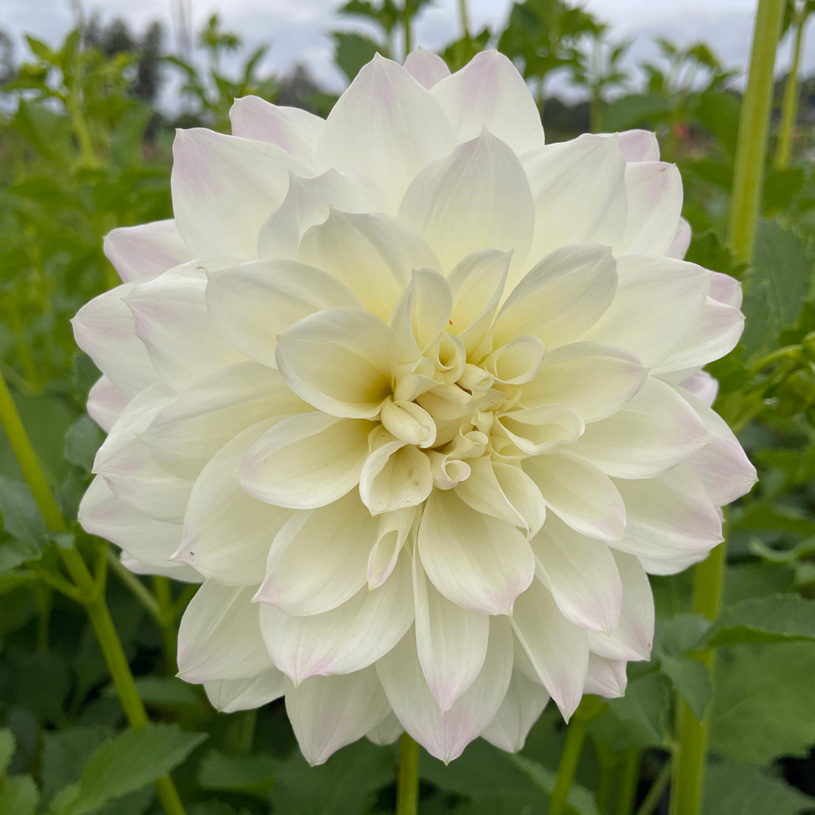 Dahlia 'Woden Valley'