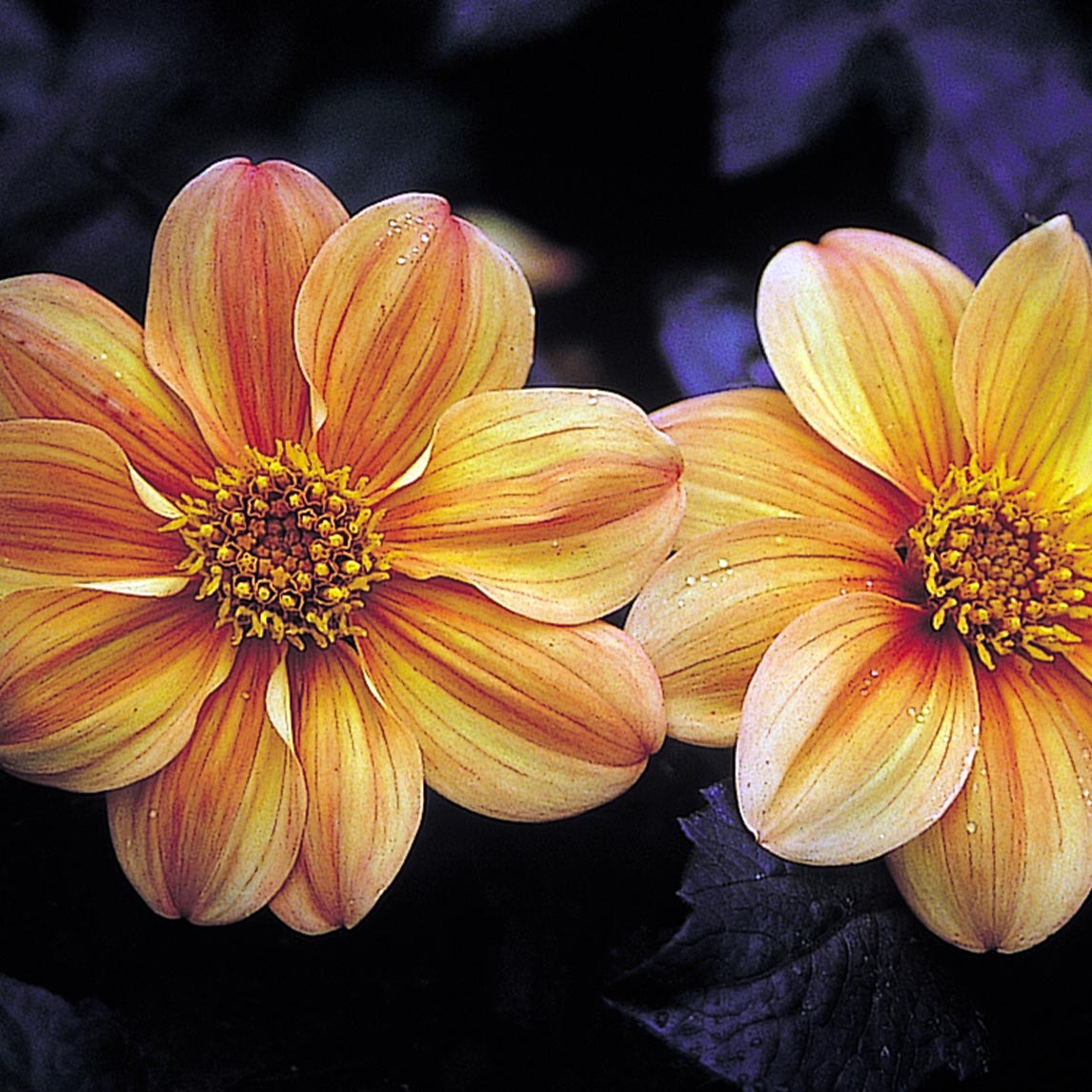 Dahlia &#39;Yellow Hammer&#39; (1 Tuber)