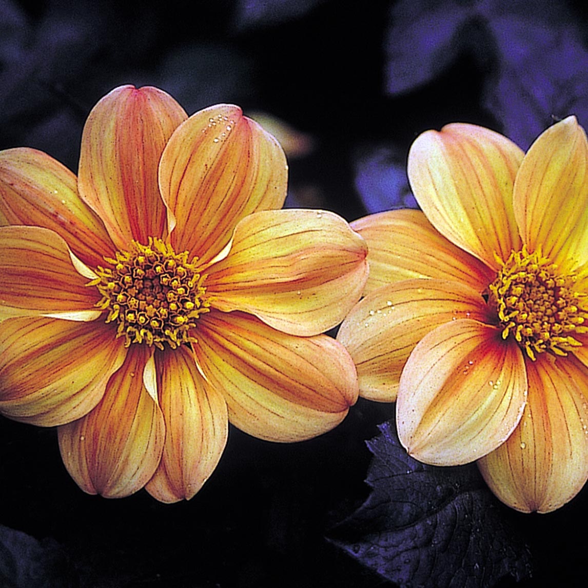 Dahlia 'Yellow Hammer' (1 Tuber)