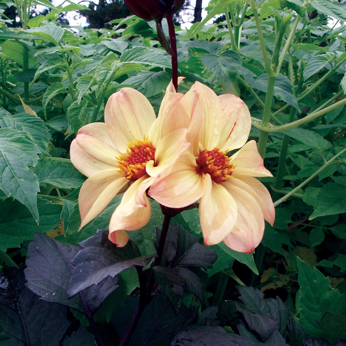 Dahlia &#39;Yellow Hammer&#39; (1 Tuber)
